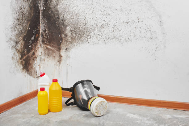 Certified Mold Removal in Mundys Corner, PA